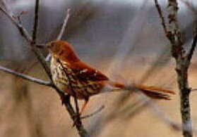 Brown Thrasher